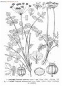 台灣茴芹 台灣茴芹