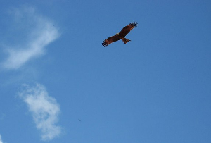 如果要飛得高，就該把地平線忘掉