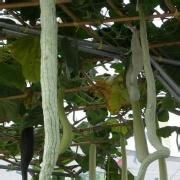 尖細異賽瓜參 尖細異賽瓜參