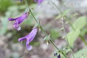 單葉丹參 單葉丹參