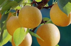 細雪花梨 細雪花梨