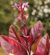 滇南紅厚殼 滇南紅厚殼