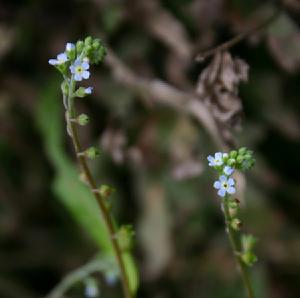 （圖）彈指婆婆納