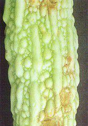 苦瓜疫病 苦瓜疫病