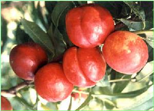 早生新水 早生新水