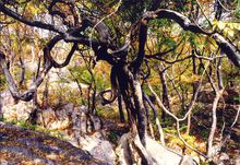 人食人實錄的劇照