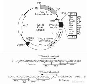 單克隆位點 單克隆位點