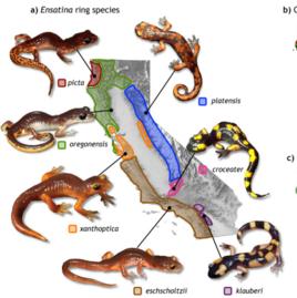 地理隔離 地理隔離