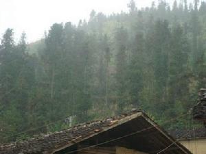 南歐一自然村-生態林