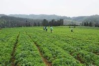 施秉縣牛大場鎮太子參基地