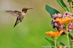 紅玉喉北蜂鳥 紅玉喉北蜂鳥