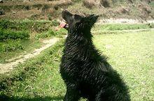 比利時黑色牧羊犬