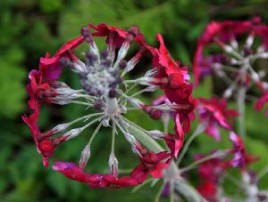 從上往下看，呈轉輪狀，故俗稱“轉轉花”
