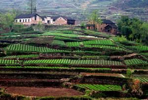 大芝山自然村 大芝山自然村