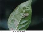 辣椒霜霉