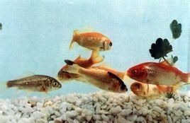 西吉彩鯽 西吉彩鯽