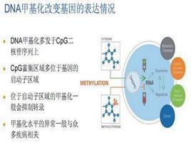 DNA甲基化 DNA甲基化