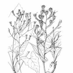 傘房乳苣 傘房乳苣