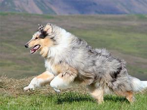 各種顏色的蘇格蘭牧羊犬