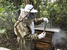 蜜蜂家族 蜜蜂家族