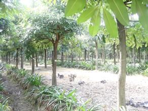 尖葉羅傘 尖葉羅傘