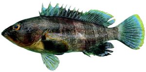 擬青石斑魚