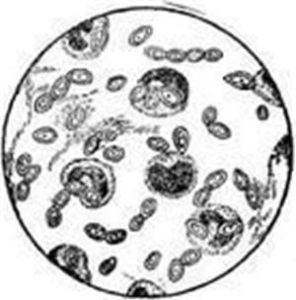 麴黴亞屬 麴黴亞屬