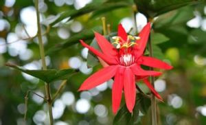 長葉西番 長葉西番