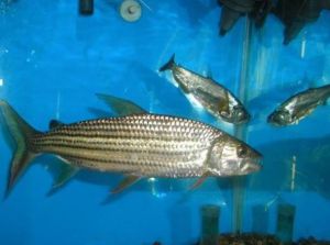 非洲猛魚 非洲猛魚