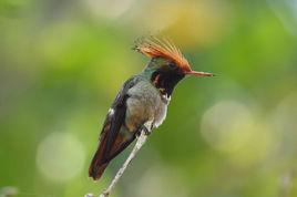 棕冠蜂鳥 棕冠蜂鳥