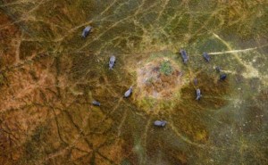 野象數量激增帶來威脅