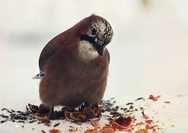 松鴉義大利亞種 松鴉義大利亞種