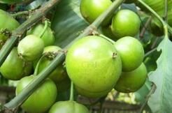 大果藤黃 大果藤黃