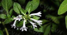 撕裂野丁香 撕裂野丁香