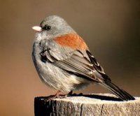 暗眼燈草鵐灰頭亞種 暗眼燈草鵐灰頭亞種