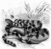 淡灰海蛇
