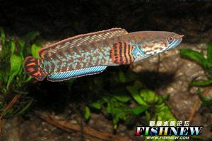 七彩雷龍 七彩雷龍