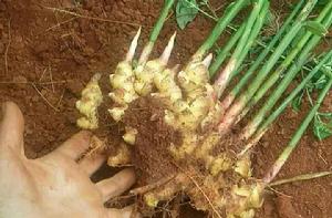 雲南小黃姜 雲南小黃姜