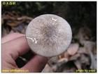 細褐鱗蘑菇