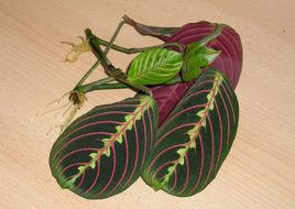 紅脈豹紋竹芋 紅脈豹紋竹芋