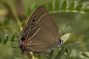 久保灑灰蝶 久保灑灰蝶