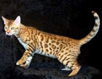 塞倫蓋蒂貓 塞倫蓋蒂貓