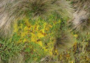 喜馬拉雅苔草 喜馬拉雅苔草