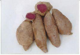 美國黑薯 美國黑薯