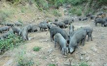 品質優良的回龍黑山豬