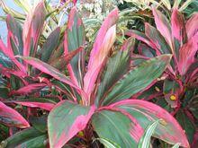 織錦朱蕉（Hakuba）