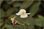 蕺葉秋海棠Begonia limprichtii