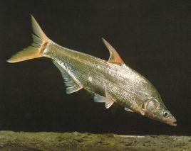 蒙古紅鮊 蒙古紅鮊