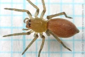 三叉管巢蛛 三叉管巢蛛