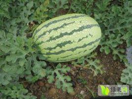 豐樂五號 豐樂五號